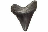 Juvenile Megalodon Tooth - South Carolina #195962-1